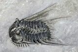 Spiny Leonaspis Trilobite - Morocco #251433-1